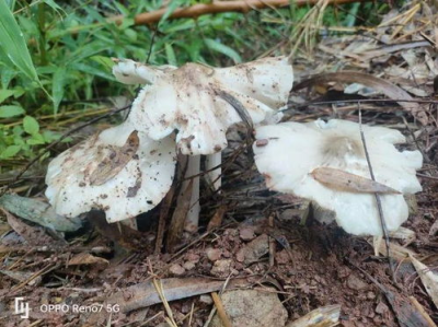 三十六载菌香绕，鸡枞传奇派出所